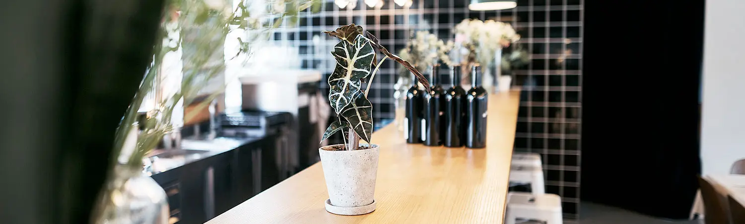 Moderne Bar mit Holztheke und dekorativer Pflanze